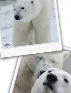 LFM_ours-polaire-preview-3